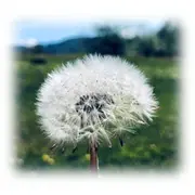Ev.-Luth. Kindergarten Pusteblume